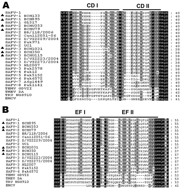 Alignment of Saffold cardiovirus (SAFV) viral protein (VP) 1 CD (A) and VP2 EF (B) loop sequences from strains isolated in Beijing, China, 2007–2009. Columns highlighted in black show absolute amino acid conservation; those highlighted in gray show amino acids with highly similar properties. Strains identified in this study are labeled with dark triangles (BCH133, BCH1031, BCHU115, BCH350, BCH895, BCHU353 and BCHU79) (GenBank accession nos. GU126461, GU943513–GU943518), SAFV-1 (prototype), SAFV-