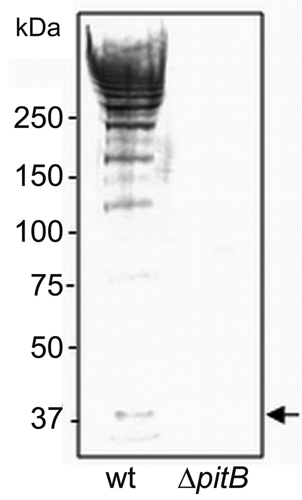 Detection of high molecular weight PitB polymers in invasive isolates of Streptococcus pneumoniae. Western blot of cell wall extracts from strains GA41070 (lane 1) and GA41070ΔpitB (lane 2) detected with anti-PitB antiserum. Monomeric PitB (arrow) and the marker sizes are indicated.