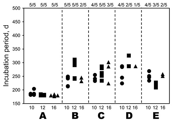 Bioassay using nerve tissues obtained from bovine spongiform encephalopathy JP24 prion-inoculated cattle. Inocula from selected tissues—obex (A), sciatic nerve (B), adrenal gland (C), branchial nerve plexus (D), and vagus nerve cervical part (E)—were prepared from cattle euthanized at 10 (code 8515, circle), 12 (code 498, square), and 16 (code 5566, triangle) months postinoculation were and inoculated intracerebrally into mice transgenic for bovine prion protein. Ratios above graph indicate numb