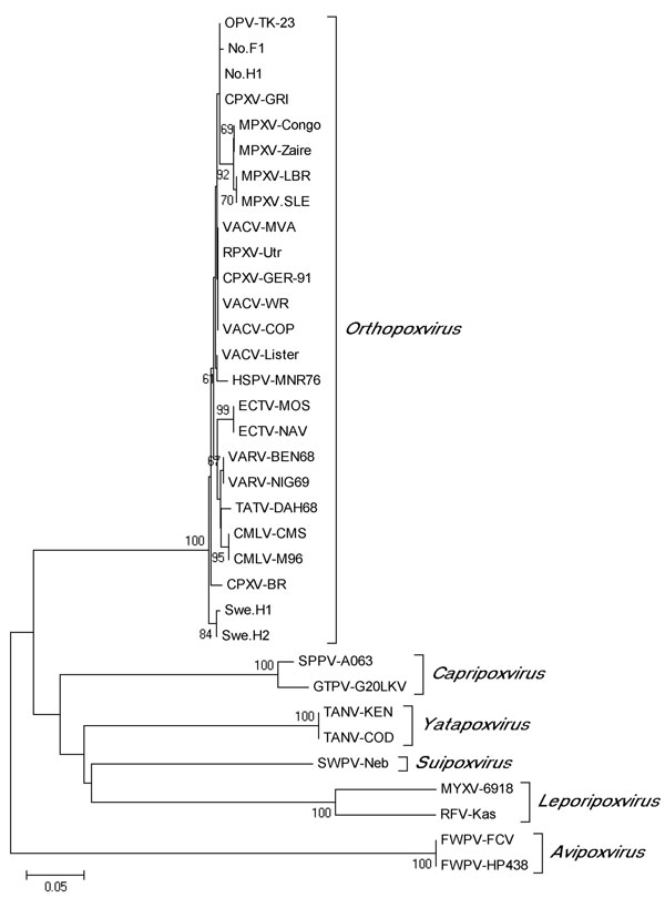 Phylogenetic tree (neighbor-joining method) generated from alignment of identical partial orthopoxvirus (OPV) thymidine kinase (tk) gene sequences obtained from 21 Eurasian lynx (Lynx lynx) from Sweden (designated OPV-TK-23) and corresponding sequences from cowpox virus isolates and other members of the genus Orthopoxvirus as well as other genera of the family Poxviridae. The corresponding tk gene sequences of 2 fowlpox viruses (genus Avipoxvirus) were used to root the tree. Only bootstrap value