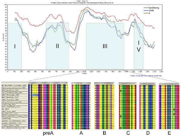 Schematic of lymphocytic choriomeningitis virus (LCMV) L open reading frame. The previously identified domains and catalytic core motifs of the LCMV L polymerase (32) were found to be highly conserved among all strains analyzed. Dandenong, Dandenong_Australia_2006 virus strain; GA84, H935_Georgia_1984 virus strain; A, all influenza virus type A strains.