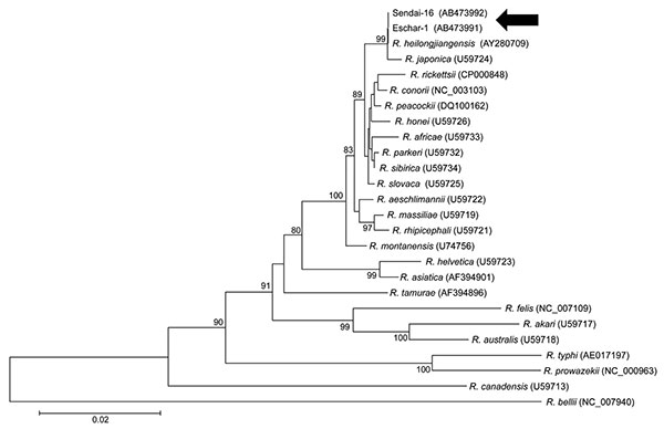 Phylogenetic analysis of citrate synthase (gltA) sequences of Rickettsia spp. Sequences were aligned by using MEGA4 software (www.megasoftware.net). Neighbor-joining phylogenetic tree construction and bootstrap analyses were performed according to the Kimura 2-parameter distances method. Pairwise alignments and multiple alignments were performed with an open gap penalty of 15 and a gap extension penalty of 6.66. The percentage of replicate trees in which the associated taxa were clustered togeth