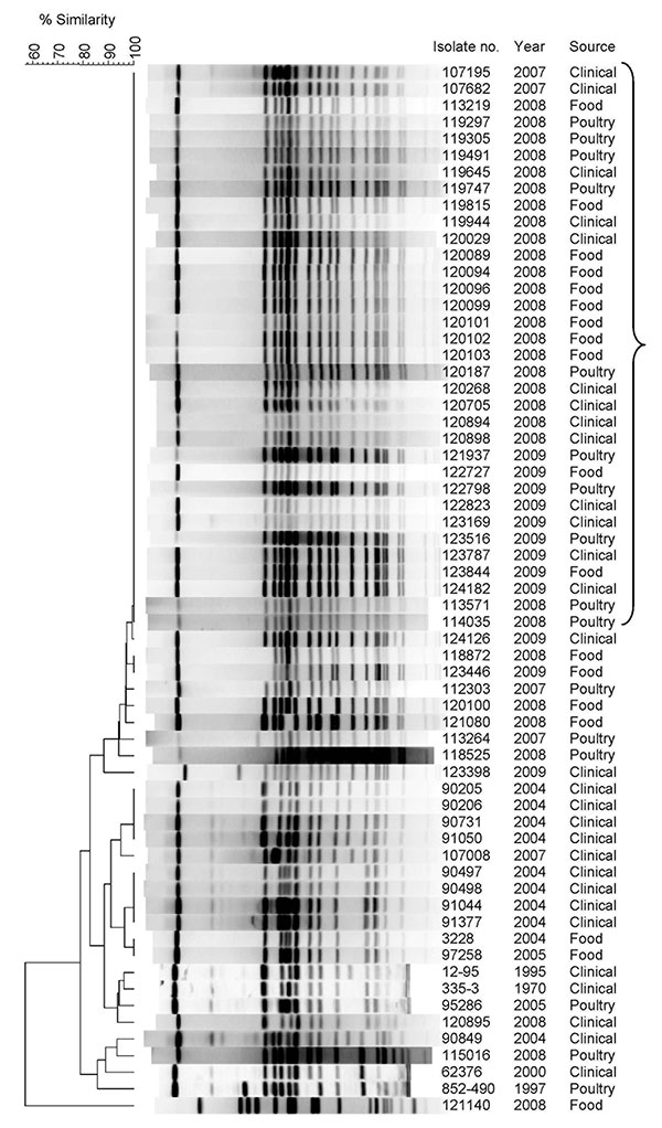Pulsed-field gel electrophoresis (PFGE) patterns of Salmonella enterica serovar Infantis isolates from clinical, food, and poultry sources isolated in Israel, 1970–2009, showing a high degree of clonality. Isolate number, year of isolation, and source are indicated. Bracket indicates I1 pulsotype pattern. Macrodigestion performed using XbaI restriction enzyme and genetic similarity (in %) was based on dice coefficients. PFGE was conducted according to the standardized Salmonella protocol Centers