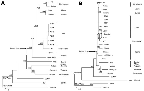Phylogenetic analysis of Lassa virus conducted on A) a 754-bp fragment of the polymerase gene (large genomic segment nucleotide positions 3427–4180) and B) a 771-bp fragment of the glycoprotein precursor (small genomic segment nucleotide positions 2526–3296). The fragments were amplified from infected rodent tissues with sequence analysis accomplished with PHYLIP version 3.69 software (http://evolution.genetics.washington.edu/phylip.html) by using the neighbor-joining method with 1,000 replicate