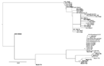 Thumbnail of Maximum likelihood phylogenetic analysis of KI polyomavirus (KIPyV) and WU polyomavirus (WUPyV) small T antigen sequences. Strains identified in this study are in boldface. The tree was rooted by using the midpoint rooting method. Branch lengths were estimated by using the best fitting nucleotide substitution (Hasegawa, Kishino, and Yano) model according to a hierarchical likelihood ratio test (6,7) and were drawn to scale. Scale bar indicates 0.8 nt substitutions per site. Asterisk