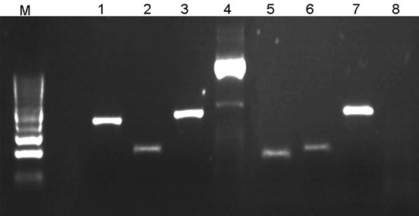 Illustration of multispacer typing. Amplicons 1–4 result from PCRs on DNA obtained from 1 Rickettsia raoultii–infected Dermacentor reticulatus tick isolate; lanes 5–8 result from PCRs on 1 damaged isolate. PCRs amplifying dksA-xerC (lanes 1 and 5), mppA-purC (lanes 2 and 6), and rpmE-tRNA (lanes 3 and 7) intergenic spacers were performed as described (5). PCR amplifying the entire internal transcribed factor 2 (ITS2) locus of D. reticulatus tick (lanes 4 and 8) was involved in each PCR run as a