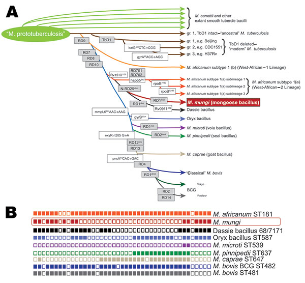 A) Schematic of the phylogenetic relationships among Mycobacterium tuberculosis complex species, including newly discovered M. mungi, based on the presence or absence of regions of difference (gray boxes) as well as specific single-nucleotide polymorphisms (white boxes), modified from (7). B) Spoligotype of M. mungi compared with representative spoligotypes from other M. tuberculosis complex species (8–10).