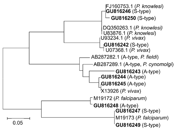 Phylogenetic analysis of A-type and S-type 18S small subunit (SSU) rRNA gene sequences of Plasmodium spp., Myanmar, 2008. Fragments of 18S SSU rRNA gene sequences of samples were analyzed by aligning with published homologous sequences of P. falciparum, P. vivax, and P. knowlesi. A phylogenetic tree was constructed on the basis of similarities by using MEGA version 4.1 (13). Novel sequences identified in this study are indicated in boldface. Scale bar indicates nucleotide substitutions per site.