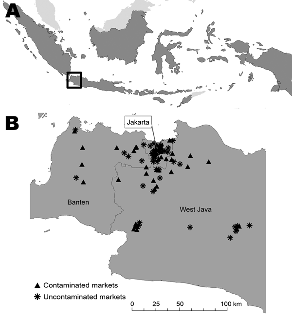 A) Area of study of avian influenza virus A (H5N1) contamination in live-bird markets (black box), western Java, Indonesia, 2007–2008. B) Distribution of contaminated and uncontaminated markets in the study area.