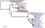 Thumbnail of Maximum-likelihood trees of Plasmodium spp. obtained from the analysis of a 1,087-bp CytB alignment. Blue indicates sequences determined from chimpanzee hosts; green, bonobos; gray, gorillas; and red, humans. Black indicates sequences obtained from nonprimate hosts. Plasmodium spp. sequences derived from chimpanzees in this study are marked with an asterisk. Bootstrap values are shown when &gt;70. The tree was rooted using avian plasmodium sequences. Accession numbers of all sequenc