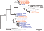 Thumbnail of Maximum likelihood tree of Plasmodium spp. obtained from the analysis of a 621 bp–long 18S alignment. Blue indicates sequences determined from chimpanzee hosts; green, bonobos; gray, gorillas; and red, humans. Black indicates sequences obtained from nonprimate hosts. Plasmodium spp. sequences derived from chimpanzees in this study are marked with an asterisk. Bootstrap values are shown when &gt;70. The tree was rooted using avian plasmodium sequences. Accession numbers of all sequen