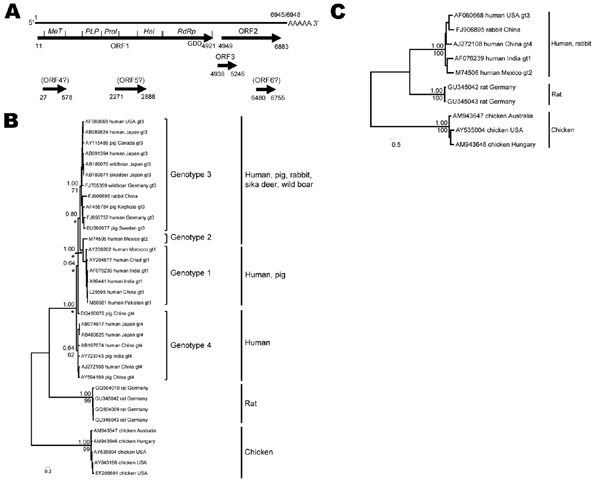 Genome structure and localization of putative open reading frames (ORFs) and functional domains in ORF1 of hepatitis E virus (HEV) sequences from Norway rats nos. 63 and 68, collected in Germany, July 2009 (A); phylogenetic trees based on a partial nucleotide sequence of 1,576 nt (B); and the complete genomes (C). RNA was isolated from liver samples by using the RNeasy Mini Kit and a QIAshredder (QIAGEN, Hilden, Germany). The entire rat HEV genome sequences of each rat were determined by a prime