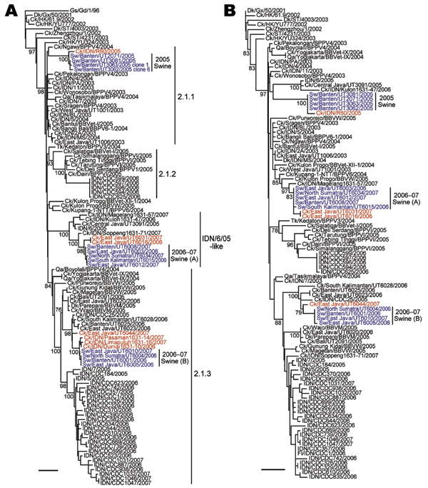 Phylogenetic relationships among the A) hemagglutinin (HA) and B) neuraminidase (NA) genes of influenza A (H5N1) viruses isolated in Indonesia. The numbers below or above the branch nodes indicate neighbor-joining bootstrap values. Analysis was based on nucleotides 281–1675 of the HA gene and 43–1037 of the NA gene. The HA and NA gene trees were rooted to A/goose/Guangdong/1/96 and A/duck/Guangxi/50/2001, respectively. Colors indicate swine viruses (blue) and chicken viruses (red) most closely r