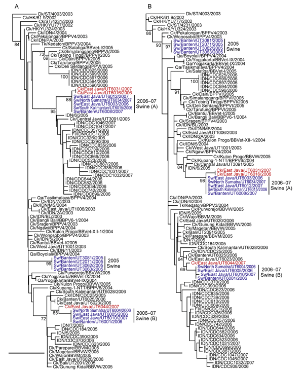 Phylogenetic relationships of the M (A) and NS (B) genes of H5N1 influenza viruses in Indonesia. All trees were generated by the neighbor-joining method in ClustalW (www.clustal.org). Numbers above or below branches indicate neighbor-joining bootstrap values. Analyses were based on nucleotides 77-955 (879 bp) and 64-789 (726 bp) of the M and NS genes, respectively. Each tree was rooted to A/duck/Shantou/4003/03 for M and NS. Colors indicate swine isolates (blue) and chicken isolates (red) most c