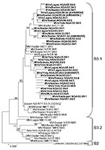 Thumbnail of Phylogenetic tree including genotype B3 strains of measles virus (MV) from Nigeria collected in 1997–1998 and 2003–2005 (boldface) and World Health Organization (WHO) reference strains of genotypes B3.1, B3.2, and B2 (italics). Measles strains were named as indicated in the legend to Figure 1. For all strains from 2003–2005, which have been published, the GenBank accession number is given in brackets. For all strains from 1997–1998, NIE had been used as a 3-letter code for the count