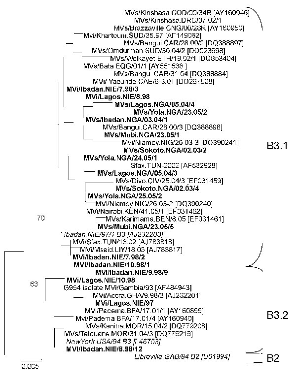 Phylogenetic tree showing a comparison of genotype B3 strains of measles virus (MV) from Nigeria 1997–1998 and 2003–2005 (boldface) and representative genotype B3 strains from other countries in Africa available in GenBank (accession numbers in brackets) and World Health Organization (WHO) reference strains of genotypes B3.1, B3.2, and B2 (italics). Naming of MV strains and tree calculation were performed on the basis of the 450-nt region that codes for the C-terminus of the MV N protein by usin