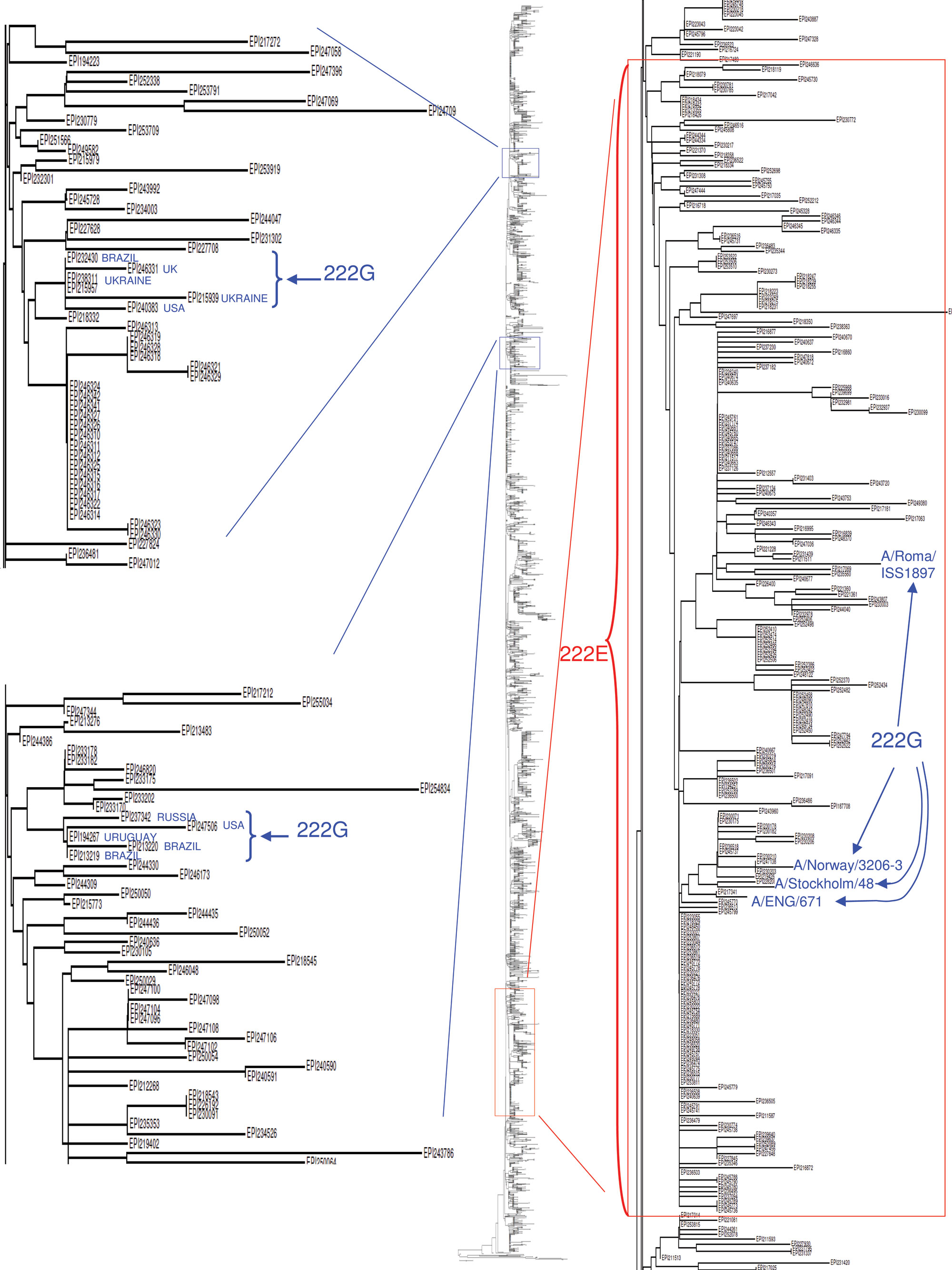 Phylogenetic relationships among 2,492 complete hemagglutinin (HA) genes of pandemic (H1N1) 2009. At the center, the whole neighbor-joining tree. On the left, enlargement of 2 regions of the tree including pure monophyletic D222G clusters, indicated in blue. On the right, enlargement of the monophyletic D222E virus cluster, including 98% of the global 222E isolates (red box). E222G variant isolates, as examples, respectively, from Italy (4), Norway (1), Sweden, and the United Kingdom, are indica