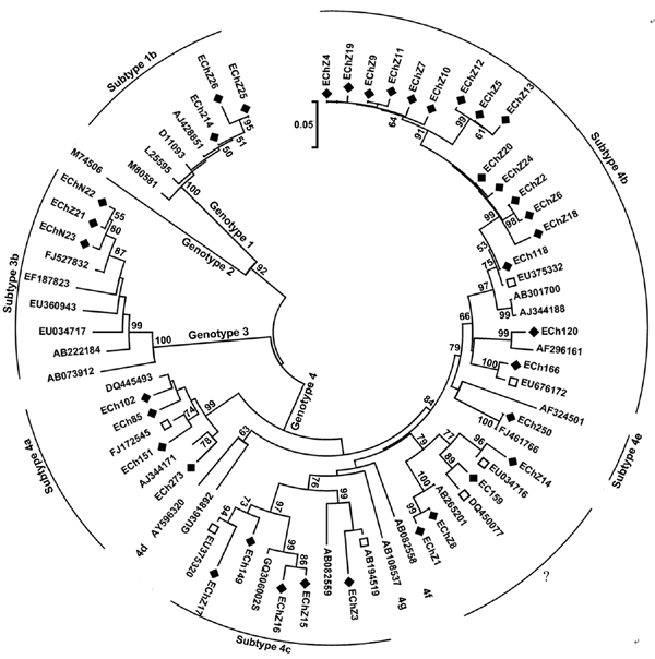 Phylogenetic tree of hepatitis E virus isolates in eastern China, 2007–2009. The phylogenetic tree was produced with a 348-nt open reading frame 2 sequence alignment of 37 isolates from this study and other 31 reference sequences, using the neighbor-joining method and evaluated by using the interior branch test method with MEGA4 software (www.megasoftware.net). Percentage of bootstrap support is shown by values at the branch nodes of the tree. Only nodes with a bootstrap value &gt;50 are labeled