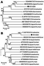 Thumbnail of Phylogenetic tree showing alignment of the complete genome of EChZ20 of hepatitis E virus determined in the present study and the referenced genotype 4 isolates with complete genome available in GenBank (A), and the 1,681-nt partial open reading frame 2 sequence of EChN22 and referenced genotype 3 isolates with complete genome available in GenBank (B). The tree was constructed by using the neighbor-joining method and evaluated by using the interior branch test method with MEGA4 soft