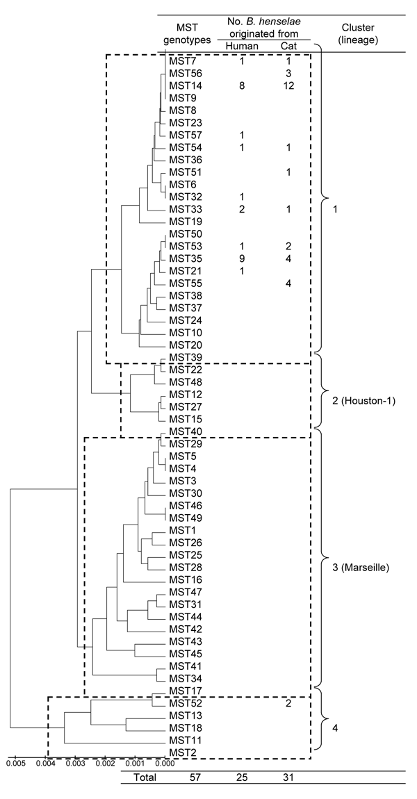 Phylogeny and clusters of multispacer typing (MST) genotypes of Bartonella henselae isolates from humans and cats, Japan, based on 9 concatenated intergenic spacer sequences in 57 MST genotypes. The unweighted pair-group method with arithmetic mean method in MEGA4 software (12) was used for phylogenetic analysis. Dotted rectangles show 4 clusters of MST genotypes, 2 of which correspond to the B. henselae Houston-1 and Marseille type strains. Scale bar indicates nucleotide substitutions per site.