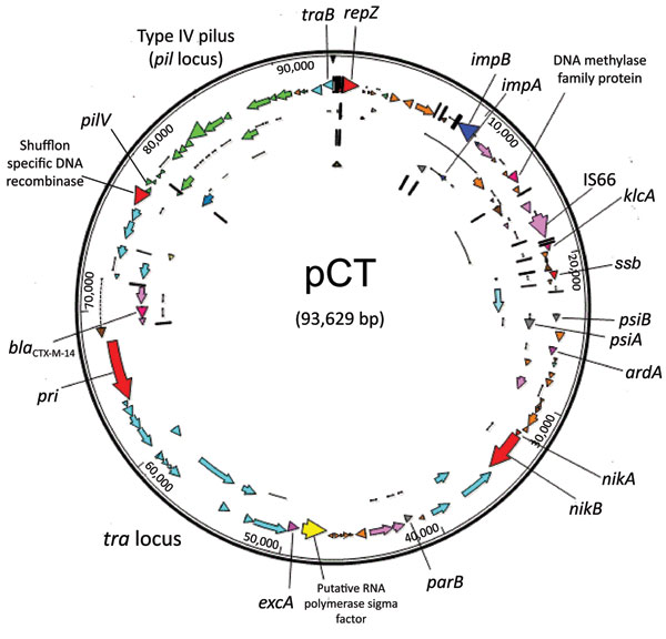 Circular map of plasmid pCT. Open reading frames are color coded as follows: brown, pseudogenes; orange, hypothetic proteins; light pink, insertion sequences; light blue, tra locus; green, pil locus; dark pink, antimicrobial drug resistance gene; yellow, putative sigma factor; red, replication-associated genes. Arrows show the direction of transcription. pCT, IncK plasmid.