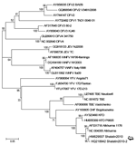 Thumbnail of Phylogenetic tree based on sequences of the amplicon produced by the flavivirus nonstructural protein (NS) 5 gene reverse transcription–PCR (amplicon size, 208 bp; position in reference AF331718, nt 9077–9275), performed on the acute-phase serum samples of 2 travelers returning to Italy from Egypt (open arrow) showing relationship with other flaviviruses. Sequences are identified by name and GenBank accession number. Multiple alignment of other flavivirus sequences available in GenB