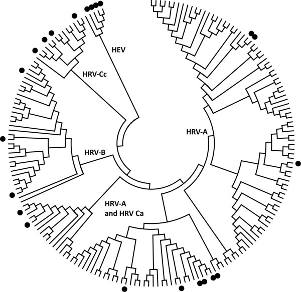 Distribution of human rhinovirus (HRV) and human enterovirus (HEV) sequences used for primer pair studies. The HRV and HEV genotypes from the testing panel (indicated by filled circles) were aligned with the central 154 nt of the 5′ untranslated region (UTR) region of all complete HRV genomes and poliovirus-1. HRV-Ca and HRV-Cc refer to HRV-Cs with 5′ UTR sequences that have phylogenetic origins from either HRV-As or HRV-Cs, respectively. The tree was constructed by neighbor joining of maximum c