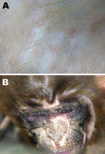 Thumbnail of Canine distemper virus signs in rhesus monkeys at necropsy. A) Rash; B) suppurative conjunctivitis.