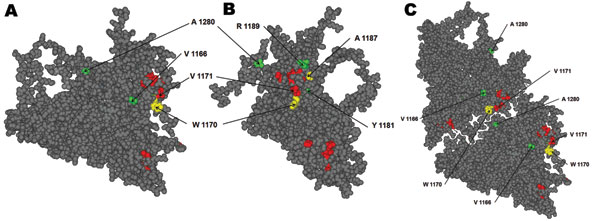 Hepatis A virus protomer model (11; refined by Ming Luo, University of Alabama, Birmingham, AL, USA), which includes the locations of all of the substituted residues in viral protein 1 detected in the isolated variants during 2005–2009. A) Front view of the external surface. B) Lateral view. C) View of 2 adjacent protomers, showing the close contact of residues 1171 and 1280. Red, residues forming the immunodominant site; yellow, residues substituted in monoclonal antibody–resistant mutants C6 (