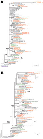 Thumbnail of Phylogenetic analysis of influenza pandemic (H1N1) 2009 viruses neuraminidase (NA) (A) and hemagglutinin (HA) genes (B). Most pandemic (H1N1) 2009 viruses possessed the amino acid substitutions S203T in HA and V106I and N248D in NA. Red, oseltamivir-resistant pandemic (H1N1) 2009 from Japan; green, oseltamivir-resistant pandemic (H1N1) 2009 from outside Japan; black, oseltamivir-susceptible (OS) pandemic (H1N1) 2009; purple, 2009–10 current vaccine strains. The sampling month of eac
