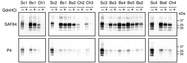 Representative Western blot showing the differential N-terminal proteinase K cleavage (monoclonal antibodies SAF84 vs. P4) and the susceptibility to denaturation of different transmissible spongiform encephalopathy isolates. Samples are indicated according to Table 2: classical scrapie isolates (Sc1, Sc2, Sc3, Sc4); experimental CH1641 (Ch1); CH1641-like isolates (Ch2, Ch3, Ch4); experimental sheep bovine spongiform encephalopathy by intracerebral transmission (Bs1) and oral transmission (Bs2, B