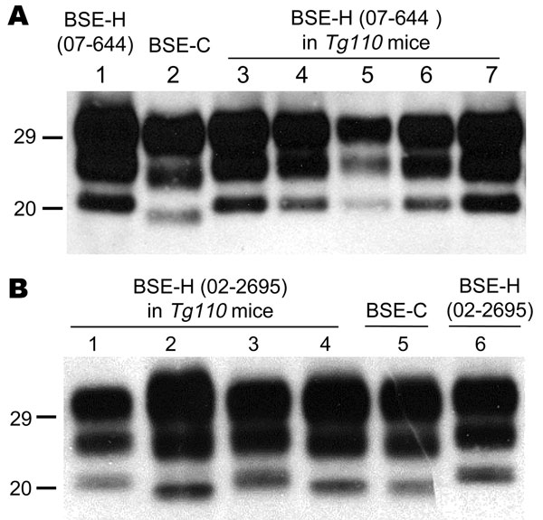 Western blot analyses of brain protease-resistant prion protein (PrPres) from BSE-H infected mice by using Sha31 monoclonal antibody. A) Mice infected with isolate 07-644 at first passage (lanes 3–7) showing a homogeneous high-type (H-type) PrPres molecular profile; BSE-H isolate 07-644 (lane 1) and a BSE-C isolate (lane 2) were included for comparison. B) Mice infected with isolate 02-2695 at first passage showing either H-type (lanes 1 and 3) or classical BSE–like (C-like) PrPres molecular pro