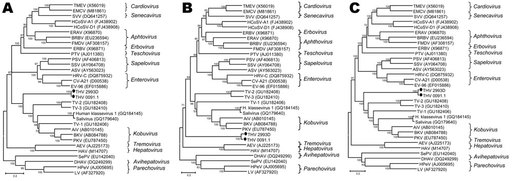 Relationships between turkey hepatitis virus (THV) and other picornaviruses. The phylogenetic analyses were based on amino acid sequences of the combined 2C, 3C, and 3D regions (A), the P1 region (B), and complete coding regions, excluding divergent aa 799–1199 (C). Representative sequences from different picornavirus genera and recently discovered, unclassified viruses were obtained from GenBank; accession numbers are indicated. Bootstrap values are given at the respective nodes; scale bars ind