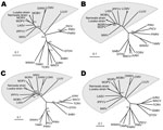 Thumbnail of Phylogenetic analysis of Luna virus proteins based on the amino acid sequence, Zambia, 2009. Phylogenetic tree of A) glycoprotein precursor (GPC), B) nucleoprotein (NP), C) Z protein, and D) L protein. Bootstrap values are indicated in the trees (&lt;900). Data from which amino acid sequences used for phylogenetic analyses were deduced: DANV, Dandenong virus (GenBank accession nos. EU136038 and EU136039); IPPYV, Ippy virus (GenBank accession nos. NC_007905 and NC_007906); LASV, Lass