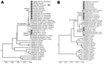 Thumbnail of Phylogenetic tree of Borrelia spp. detected in persons and ticks, based on flagellin gene fragment (A) and16S rRNA gene fragment (B). Sequences were aligned and analyzed by using MEGA4.1 software (www.megasoftware.net). Genetic trees were constructed from the partial nucleotide sequences of the flagellin gene and the 16S rRNA gene by using the Kimura 2-parameter model and the unweighted pair group method with arithmetic mean. Arrow indicates the 16 Borrelia spp. from Yekaterinburg i