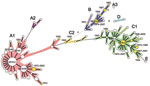 Thumbnail of Clonal structure of 200 Shigella sonnei isolates. These isolates, representative of the 1,672 isolates analyzed in this study, were selected by obtaining 1 isolate for 1 multilocus variable number tandem repeat analysis (MLVA) 18 type from those identified in each of 50 countries on 5 continents (Africa, Asia, Europe, North America, and South America) and the Pacific region. The tree was constructed by using MLVA18 profiles and a minimum spanning tree algorithm. Circle size is propo