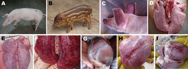 Experimental infection of domestic Duroc crossbred pigs and hybrid wild boars with porcine reproductive and respiratory syndrome virus isolate ZCYZ. A) Domestic Duroc crossbred pig (control) injected with Dulbecco minimal essential medium (DMEM), showing normal skin color. B) Hybrid wild boar (control) injected with DMEM, showing normal skin color. C) Red discoloration in ears of a domestic Duroc crossbred pig infected with ZCYZ). D) Normal pathologic appearance of lungs in a control domestic Du