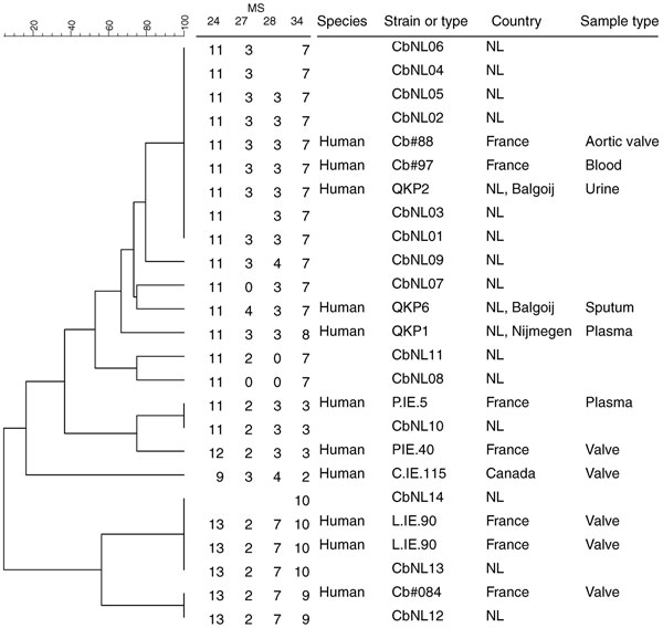 Phylogenetic tree with genotypes of Coxiella burnetii that are most closely related to the Dutch genotypes on the basis of 4 multilocus variable-number tandem-repeat analyses (MLVA). Genotypes are derived from the Multiple Loci VNTR Analysis databases for genotyping (http://minisatellites.u-psud.fr/MLVAnet/querypub1.php: Coxiella2009_Netherlands [accessed 2011 Jan 11]). Repeats per locus are shown; open spots indicate missing values. NL, the Netherlands.