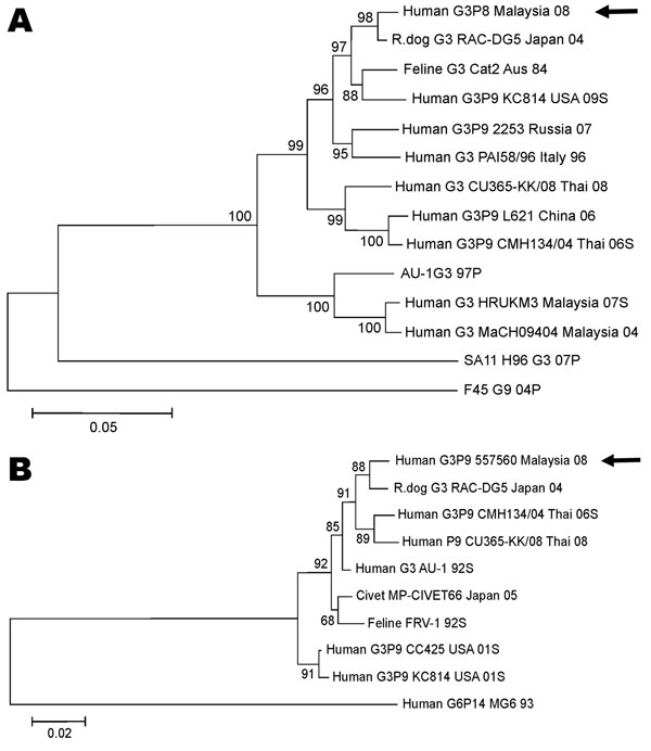 Phylogenetic relationship of nucleotide sequences of genes encoding the outer capsid proteins VP7 and VP4 from G3P[9] rotavirus strains. A) Evolutionary relationship of G3 VP7 nucleotide sequences. B) Evolutionary relationship of P[9] VP4 nucleotide sequences. The evolutionary relationship was inferred by using the neighbor-joining method. The percentages of the bootstrap test (2,000 replicates) are shown next to the branches. The evolutionary distances were computed by using the maximum-composi