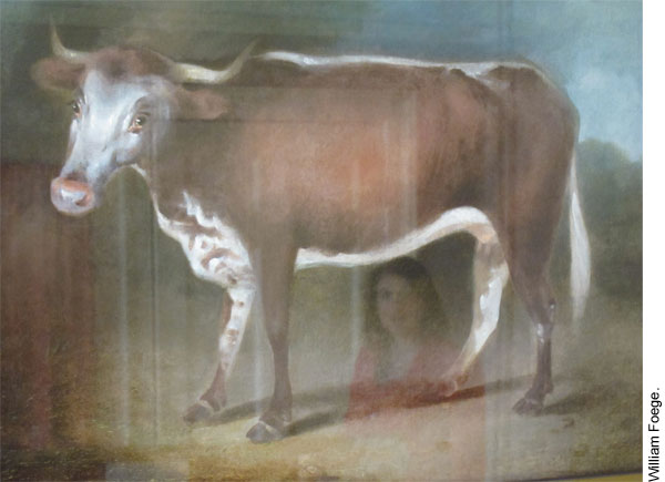 Painting of a cow, Edward Jenner Museum, Berkeley, Gloucestershire, England.