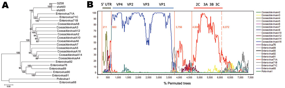 Classification of coxsackievirus 16A (CA16) sequences from the People’s Republic of China into human enterovirus (HEV) groups. A) Phylogenetic analysis performed by using all HEV reference samples from China classified as HEV-A but not as CA16. All sequences were retrieved from GenBank. The sequences used corresponded to positions 2–7,407 bp in shzh00-1. MEGA4 software (12) was used as the analytic program and Kimura 2-parameter as the model. The phylogenetic tree was determined for 1,000 replic