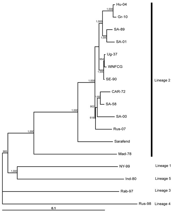 Neighbor-joining phylogram based on complete genome nucleotide sequences of selected West Nile virus strains. Strain abbreviations (isolation source, country, year, GenBank accession no.): Hu-04: Accipiter gentilis, Hungary, 2004, DQ116961; Gr-10: Culex pipiens, Greece, 2010, HQ537483; SA-89: human, South Africa, 1989, EF429197; SA-01: human, South Africa, 2001, EF429198; Ug-37: human, Uganda, 1937, AY532665; WNFCG: derivate of Ug-37, M12294; SE-90: Mimomyia lacustris, Senegal, 1990, DQ318019; C