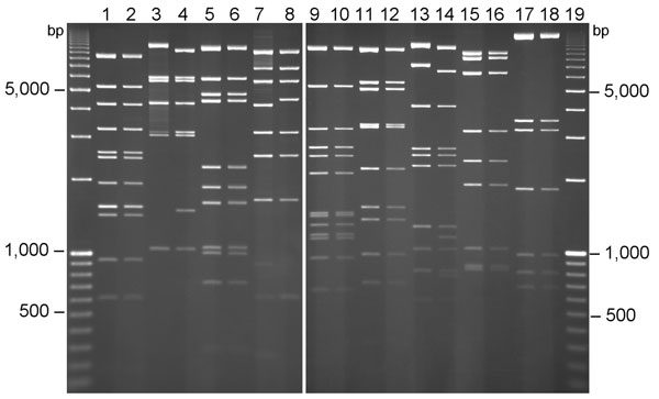 Comparative restriction enzyme analysis of viral DNA extracted from the prototype human adenovirus (HAdV) 14 de Wit strain and the first detected HAdV-14 case isolated in Dublin, Ireland, November 2009. All odd-numbered lanes (e.g., 1, 3) contain the de Wit strain and all even-numbered lanes (e.g., 2, 4) contain the Dublin 2009 strain, with restriction enzyme digests as follows: lanes 1 and 2 with BamHI; lanes 3 and 4 with BclI; lanes 5 and 6 with BglII; lanes 7 and 8 with BstEII; lanes 9 and 10
