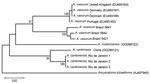 Thumbnail of Neighbor-joining phylogenetic tree based on Kimura 2-parameter (K2-p) distances that includes all Angiostrongylus COI sequences in GenBank and the sequences obtained from 3 Angiostrongylus specimens recovered from the pulmonary arteries of a naturally infected Norway rat (Rattus norvegicus) from São Gonçalo, Rio de Janeiro, Brazil, 2010. The specimens yielded 1 haplotype, which clustered together with the A. cantonensis haplotype from the People’s Republic of China with a low geneti