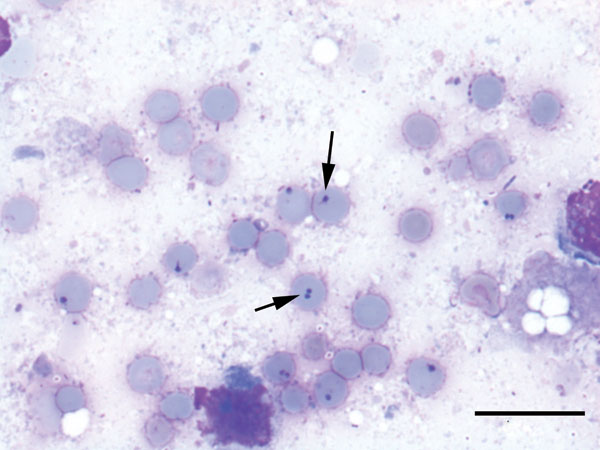 Lung of a forest reindeer infected with Babesia sp. EU1. Arrows indicate erythrocytes with protozoal inclusions. Scale bar = 20 µm.