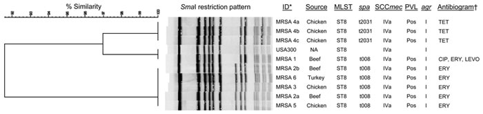 Dendrogram showing comparison of SmaI pulsed-field gel electrophoresis patterns, staphylococcal cassette chromosome (SCC) mec type, Panton-Valentine leukocidin (PVL) content, and agr type of methicillin-resistant Staphylococcus aureus (MRSA) isolated from meat samples. All MRSA isolates were resistant to β-lactam antimicrobial drugs (ampicillin, penicillin, and oxacillin) and grew on the 6 µg/mL of cefoxitin for screening methicillin resistance. *Isolates with the same arabic numbers were from t