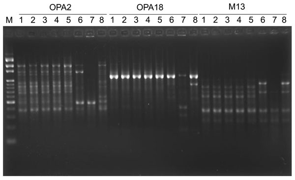Random amplified polymorphic DNA patterns of 8 isolates of Mycobacterium abscessus generated by arbitrarily primed PCR with the primers OPA2, OPA18, and M13 (Operon Technologies, Inc., Alameda, CA, USA). Lanes: M, molecular size marker (1-kb ladder; Gibco BRL, Gaithersburg,MD, USA); 1, isolate A; 2, isolate B; 3, isolate C; 4, isolate D; 5, isolate F; 6–8, three unrelated isolates of M. abscessus recovered from cutaneous lesions of 3 patients who were treated at National Taiwan University hospit