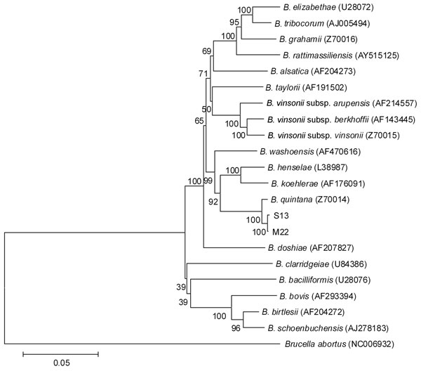 Phylogenetic dendrogram of Bartonella spp., inferred from alignment of concatenated sequence data (4,007 bp) by using a maximum-likelihood algorithm, within the MEGA4 suite (www.megasoftware.net). The strength of proposed branching orders was tested by bootstrapping (1,000 replicates), and the percentage of samples supporting the proposed branching order are indicated at each node. Sequence data from the 5 loci studied for isolates S13 (from captive 3-year-old female rhesus macaque monkey, China