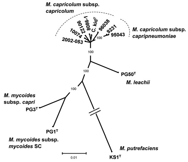 Phylogenetic tree of the Mycoplasma mycoides cluster, including the isolate from markhor (Capra falconeri) 10074 (1.4) in Tajikistan, 2010, together with available M. capricolum subsp. capricolum strains, as well as type strains corresponding to other species or subspecies from this cluster and M. putrefaciens, used as outgroup. The tree, derived from distance analysis of 5 concatenated protein-coding sequences (fusA, glpQ, gyrB, lepA, rpoB), was constructed by using the neighbor-joining algorit