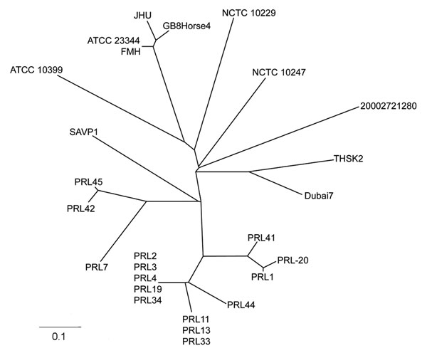 Unrooted neighbor-joining tree based on 23 variable number tandem repeat loci demonstrating the genetic relationship of the camel strain (THSK2) to other existing strains of Burkholderia mallei. The most closely related B. mallei strain to THSK2 is Dubai 7, which was isolated from a horse in the United Arab Emirates in 2004. Scale bar represents 0.1 changes.